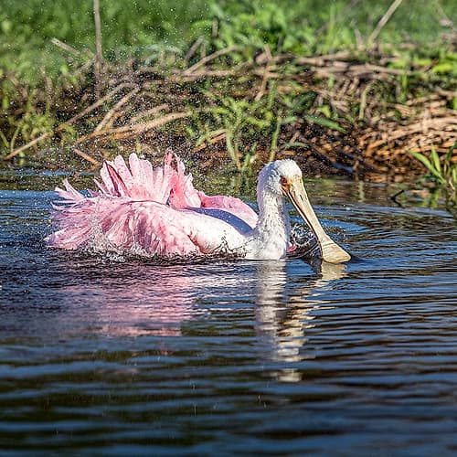 A roseate spoonbill demonstrates extreme bathing. Art Print